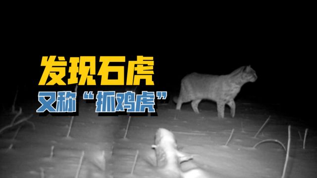 山东淄博发现石虎,狩猎效率比狼高,为何农村又叫它“抓鸡虎”?