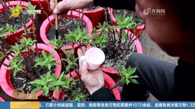 菏泽:60余万盆催花牡丹含苞待放,发往全国各地,供应年宵花市场