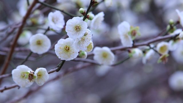 浙江温岭|绿萼点点报春来