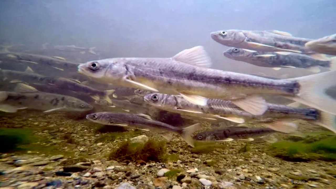 青海湖裸鲤从濒危降级为易危,曾满湖都是的鱼,为何一度濒临灭绝