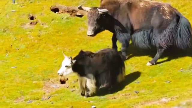 酒泉现野牦牛群,为何牧民要让家牦牛与之杂交?此举危害野生种群