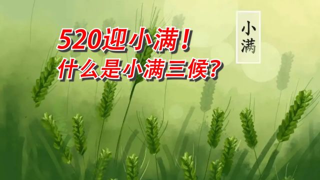 5月20日迎接小满节气!它有哪些重要寓意?送给心爱的人~