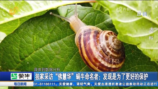 独家采访“佛慧华”蜗牛命名者:发现是为了更好的保护