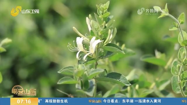 邹城:金银花里采“金银”,乡村开出“致富花”