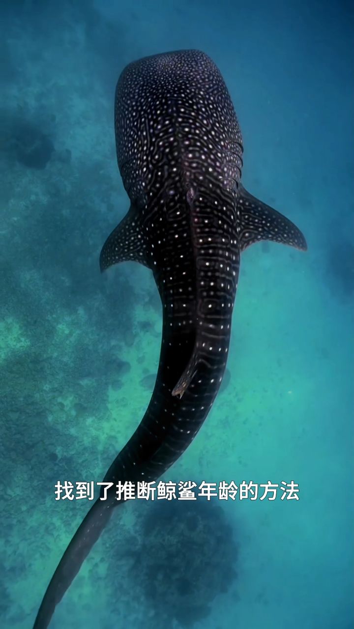 720_1280竖版 竖屏gif 动态图 动图