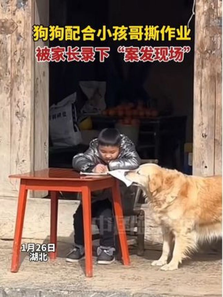 狗狗配合小孩哥撕作业,被家长录下“案发现场”_高清1080P在线观看平台_腾讯视频