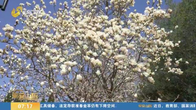 春风三月齐鲁芬芳,来山东感受山山水水的无限春光,看济南的春天