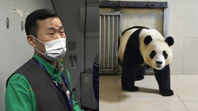 福宝在成都首次露脸,姜爷爷用普通话介绍情况:福宝有点紧张