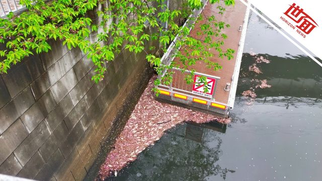 东京一河道大量斑鰶疑因缺氧死亡 居民称70年来头一次见到