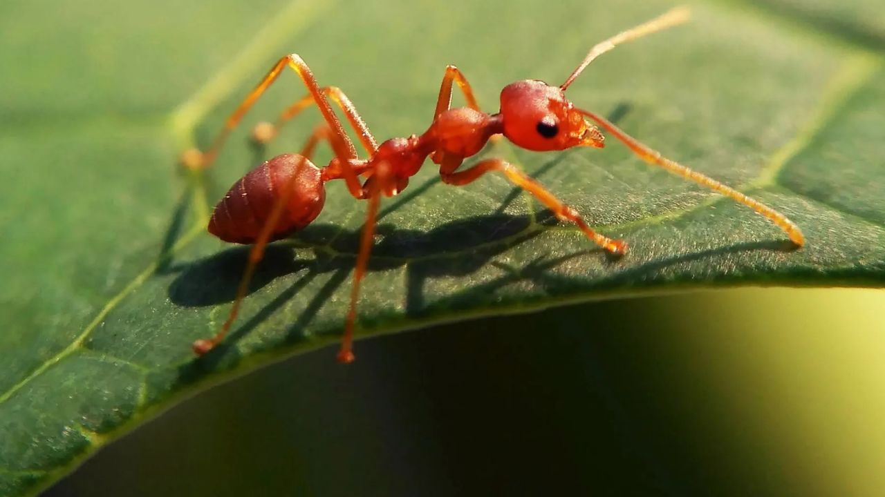 红火蚁新入侵我国多地并伤人,火蚁的一口为何能致命?被蛰怎么办