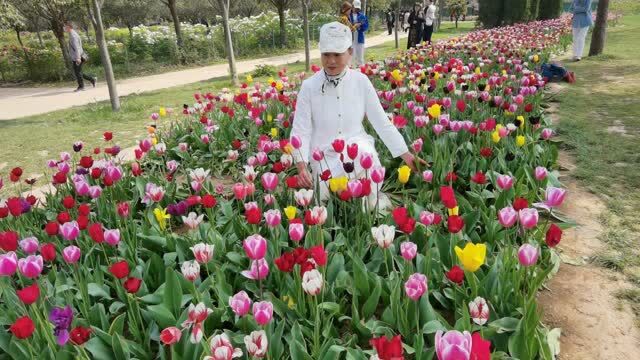 打卡五彩斑斓的洛阳郁金香园,实拍美丽迷人的郁金香