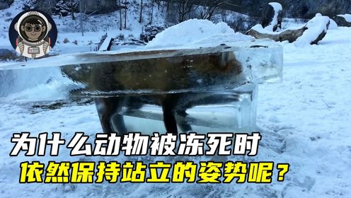 为什么动物被冻死时，依然保持站立的姿势呢？_高清1080P在线观看平台_腾讯视频