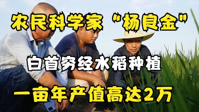 “农民科学家”杨良金,白首穷经水稻种植,一亩年产值高达2万!