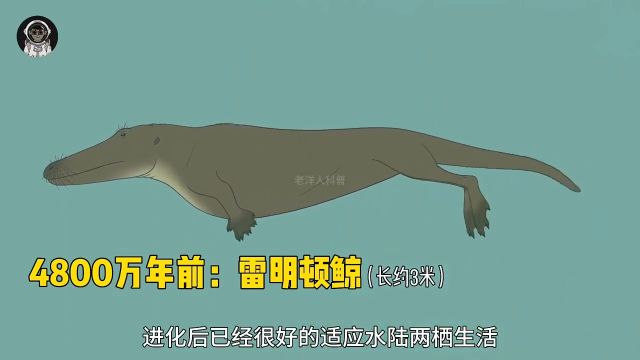 一口气看完鲸鱼演化史,它是如何从陆地生物进化成海洋巨兽的?