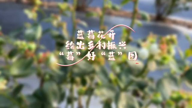 安庄镇:蓝莓花开,绘出乡村振兴“莓”好“蓝”图 农商银行杯“ —— ”短视频大奖赛作品《安庄镇:蓝莓花开,绘出乡村振兴“莓”好“蓝”图》报送单...