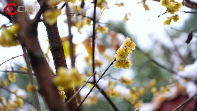 C视频|晨起开门雪满山 绵阳城区化身冰雪世界