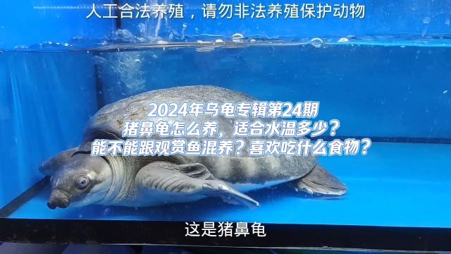 猪鼻龟怎么养,适合水温多少?能不能跟观赏鱼混养?喜欢吃什么食物