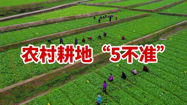 2024年农村耕地“5不准”!住在农村的你要当心了,早了解不吃亏