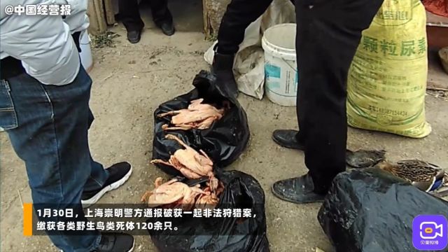 上海警方破获非法狩猎案:两个月非法狩猎野生鸟类150余只