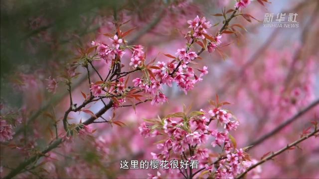 广西天峨:山樱先春发 红蕊粉如霞