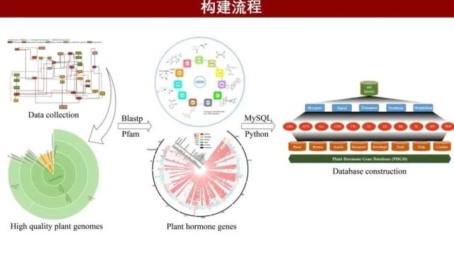 iMeta | 华北理工宋小明组开发植物激素相关基因数据库PHGD