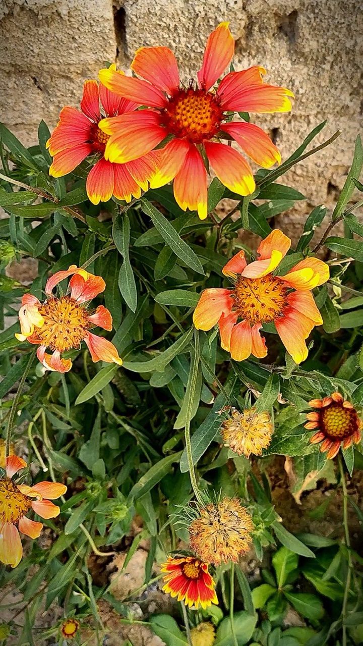 《墙角的花》:墙角边,开着美丽的小菊花!