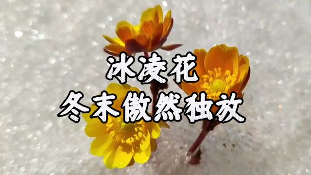 植物百科冰凌花:冬末春初的坚韧之美