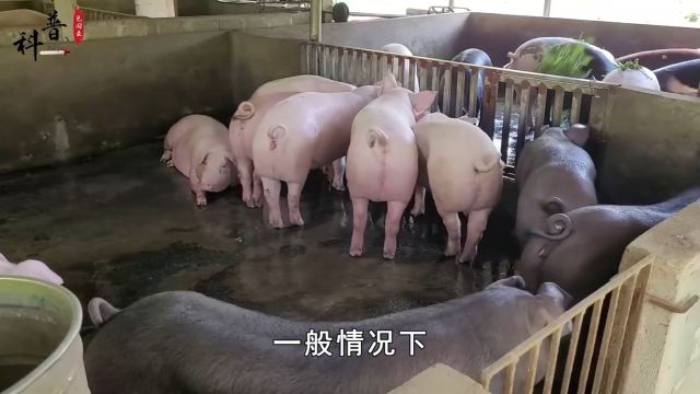 现在猪肉这么贵,养猪能发家致富吗?现在养猪前景如何?#养猪#科普#知识分享#生活 2