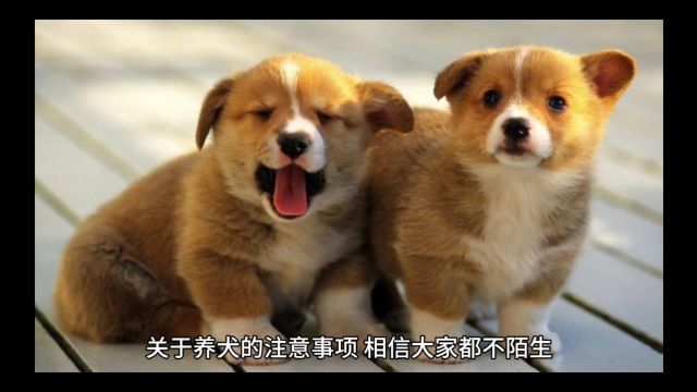 文明养犬视频