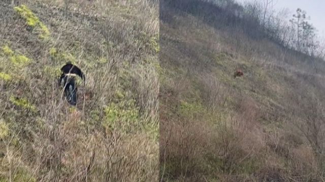 男子从老家带的鸡遇高速堵车跑了,上演满山抓鸡,群众围观吃瓜