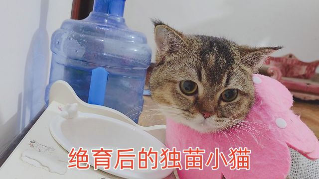 两只独苗猫咪同时绝育,小独猫的状态一度让人担心,之后越来越好