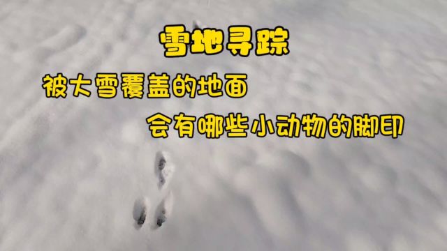 雪地寻踪,被大雪覆盖的地面,会有哪些小动物的脚印