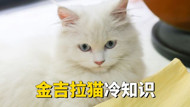 金吉拉猫冷知识,你都知道多少呢?