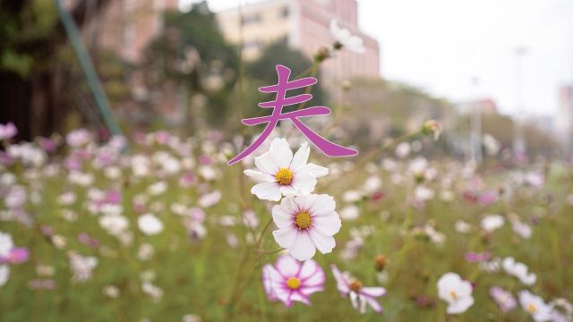 惠州这个学校满园春色,花儿竞相绽放!