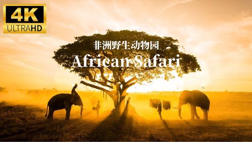 非洲野生动物园 | 4K - 非洲稀树草原奇妙的野生动物