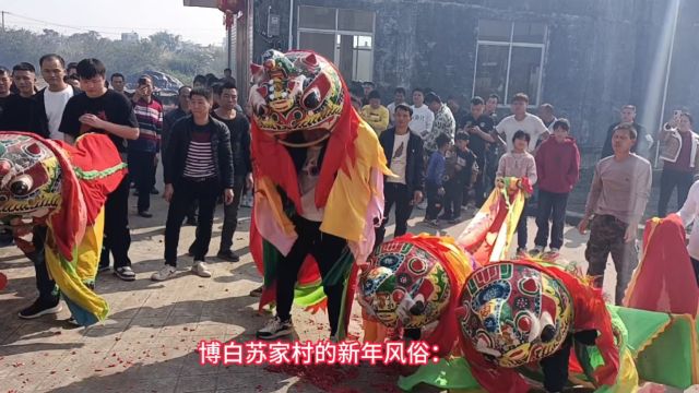 博白苏家村年俗:尊老爱幼独具一格,舞狮发红包送祝福农村新风尚