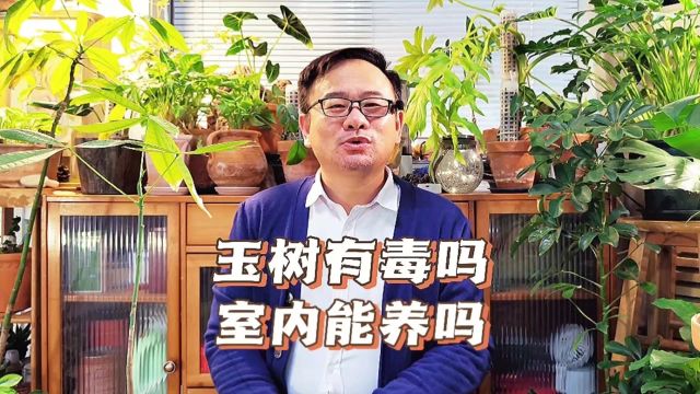 玉树花有毒吗可以室内养吗?有毒,但可以养在室内