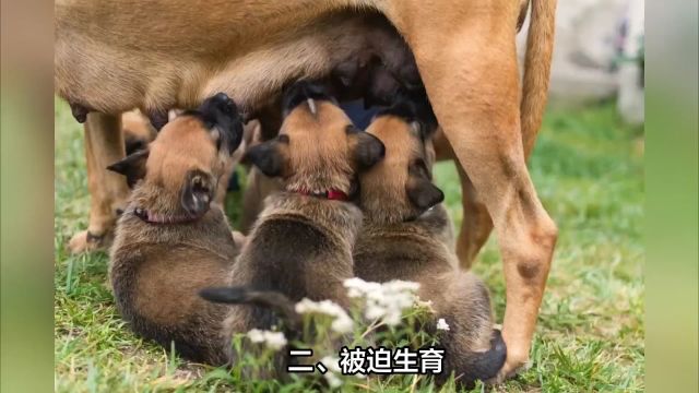 泪目!割声带,催发情,不断被迫生育,被“囚禁”的宠物有多惨?