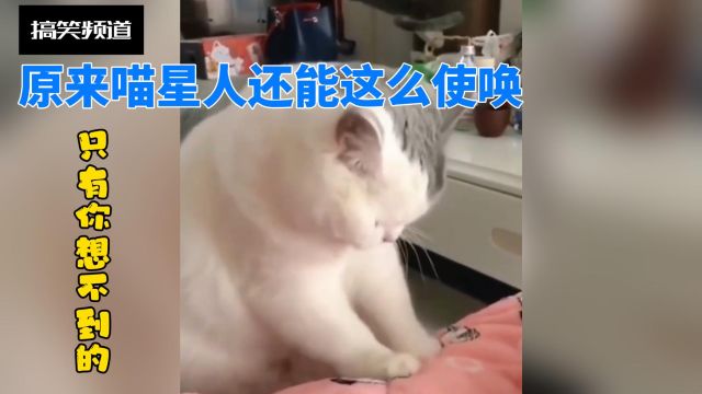 猫的“妙用\