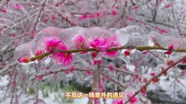 梅花开在冰心里,天下梅花顿失色