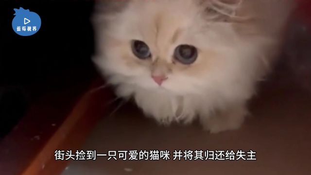 女生归还走失猫咪,获得了主人6万赏金,公司澄清非营销剧本