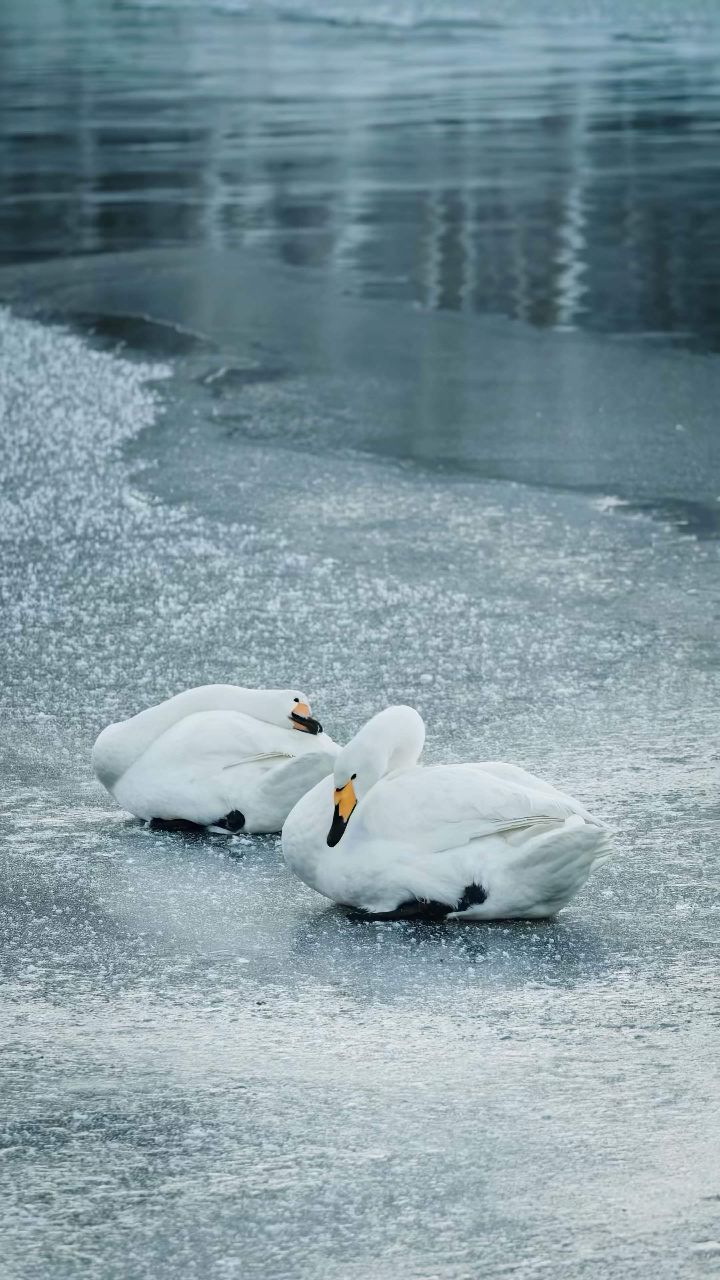 720_1280竖版 竖屏