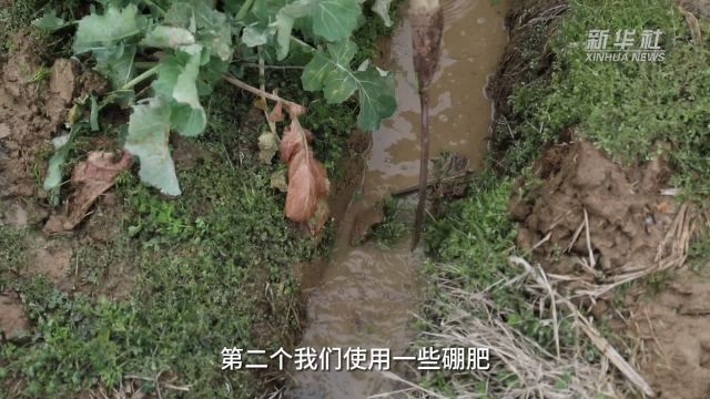 湖南常德:加强油菜田间管理 减少受冻损失