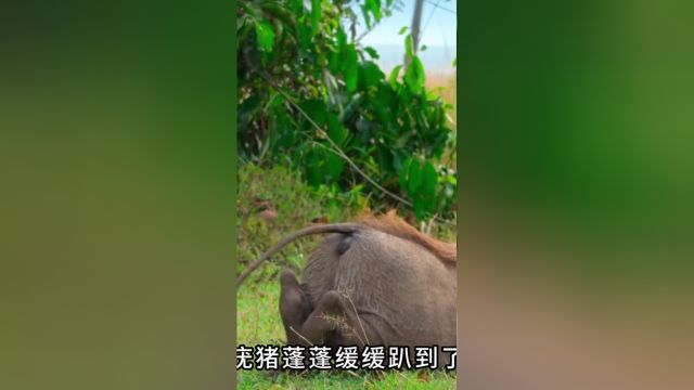 第6集丨自然界清洁师可是很多的哦!小小世界动物世界