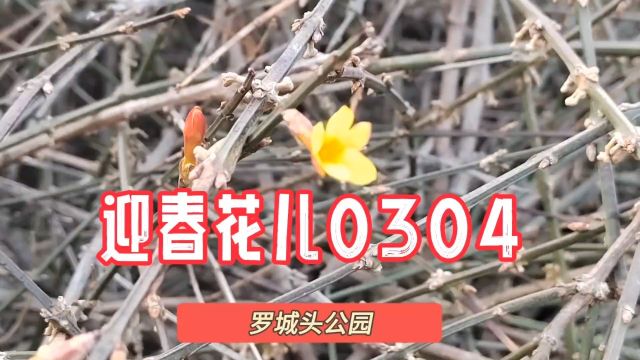 迎春花儿20240304