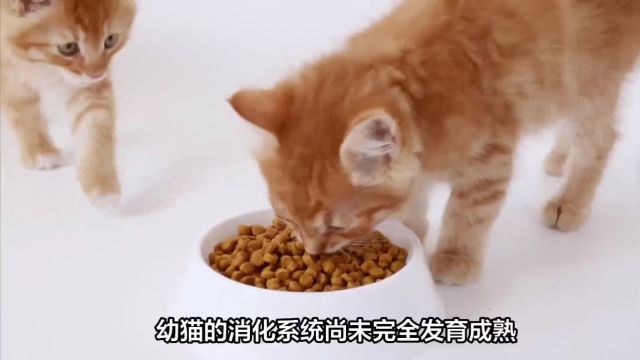 福派斯幼猫粮:幼猫健康成长的最佳选择