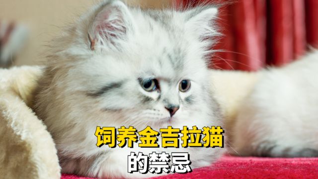 饲养金吉拉猫,要注意以下这3条禁忌