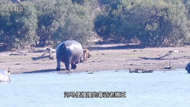 暮年的老狮王被三头流浪雄狮围攻,河马也试图营救