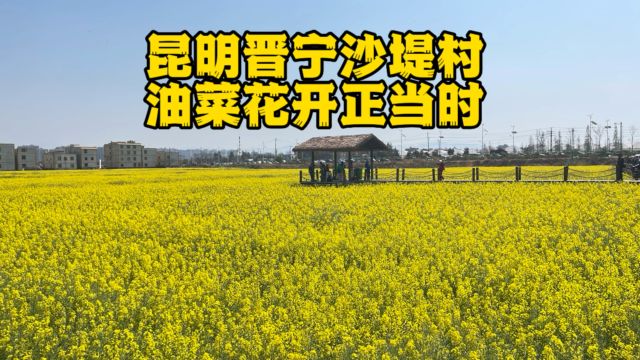 昆明晋宁沙堤村油菜花开正当时