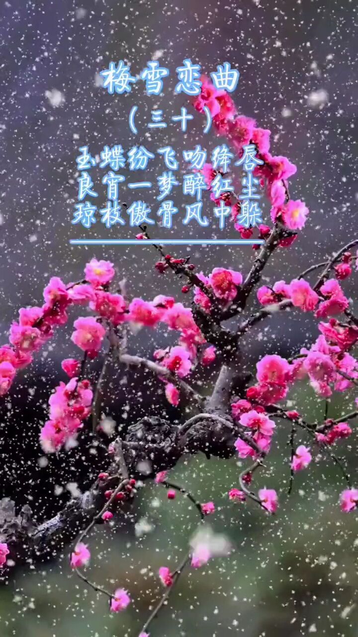 梅花雪景文案图片